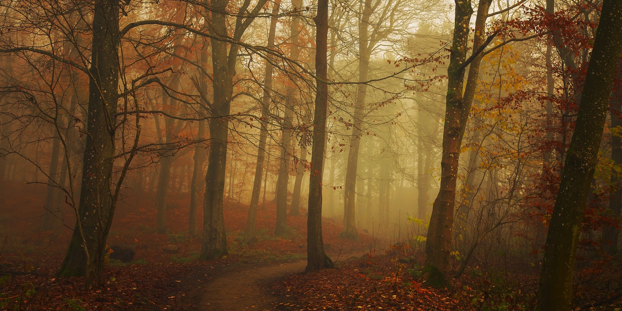 nature, Landscape, Path, Fall, Mist, Forest, Leaves, Sunrise, Trees Wallpaper