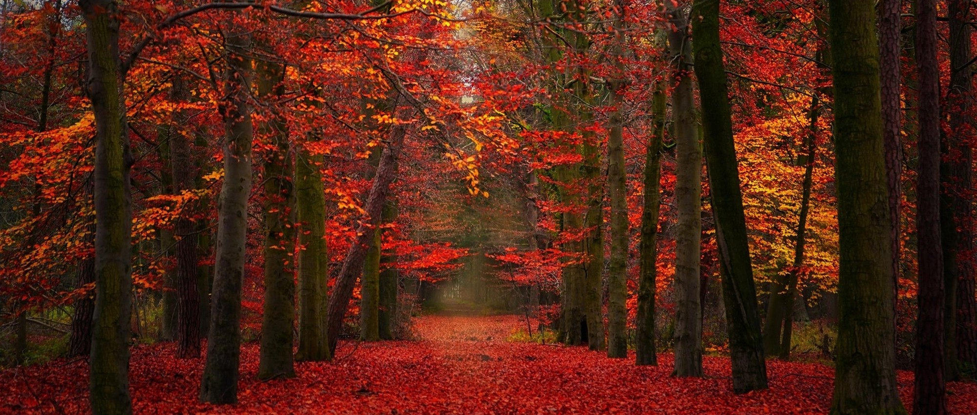 nature, Landscape, Fall, Red, Yellow, Leaves, Path, Trees, Fairy Tale, Forest Wallpaper