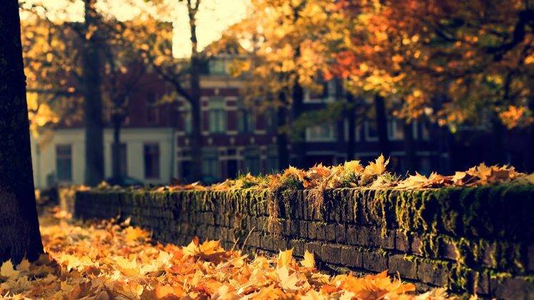 fall, Landscape HD Wallpaper Desktop Background