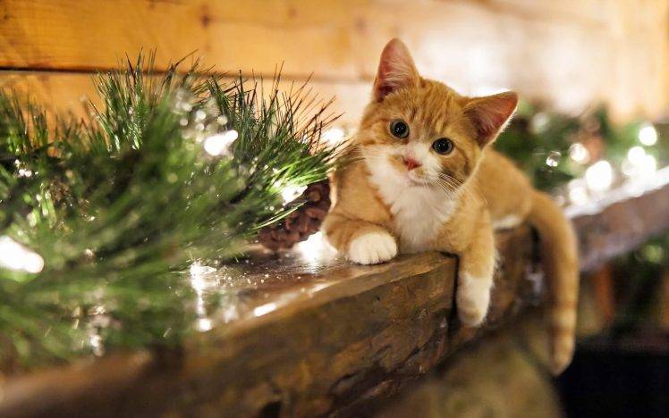 animals, Mammals, Cat, Decorations, Christmas Ornaments HD Wallpaper Desktop Background