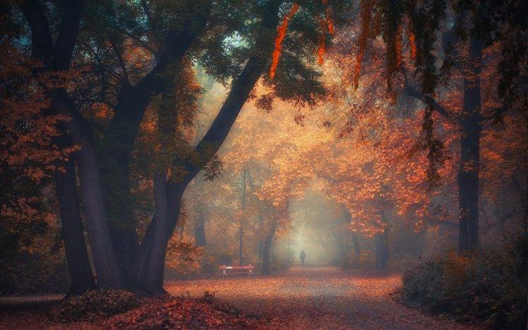 nature, Landscape, Park, Trees, Fall, Mist, Morning, Walking, Bench, Path, Atmosphere, Shrubs HD Wallpaper Desktop Background