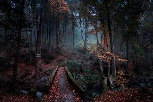nature, Landscape, Forest, Path, Fall, Leaves, Bulgaria, Trees, Mist, Creeks, Morning