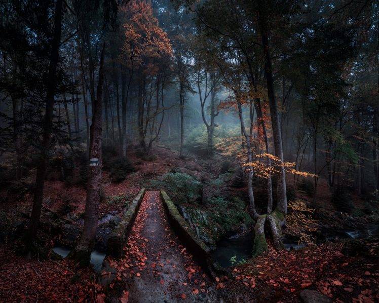 nature, Landscape, Forest, Path, Fall, Leaves, Bulgaria, Trees, Mist, Creeks, Morning HD Wallpaper Desktop Background
