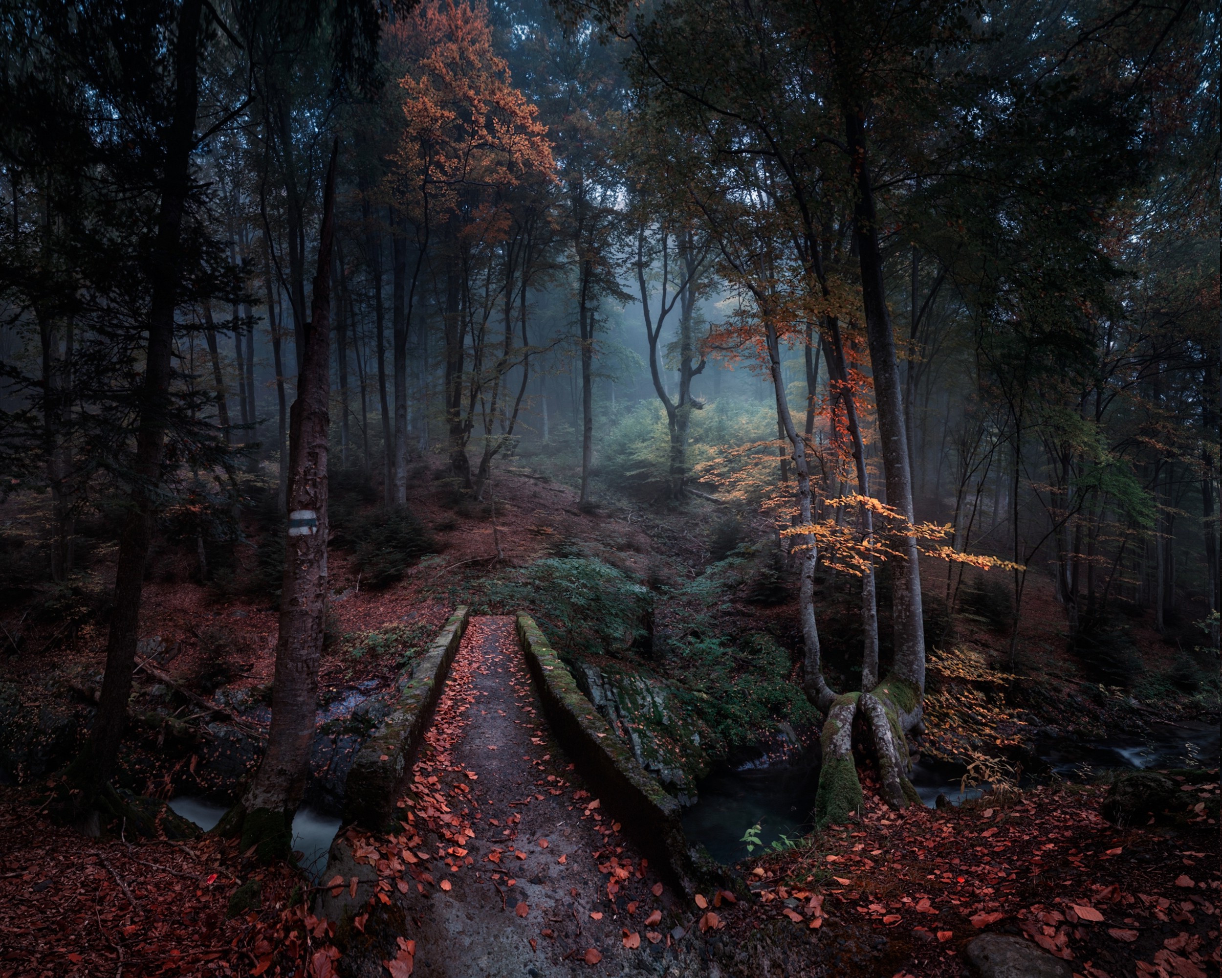 nature, Landscape, Forest, Path, Fall, Leaves, Bulgaria, Trees, Mist, Creeks, Morning Wallpaper
