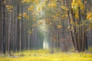 nature, Landscape, Yellow, Leaves, Grass, Mist, Forest, Daylight, Trees, Path