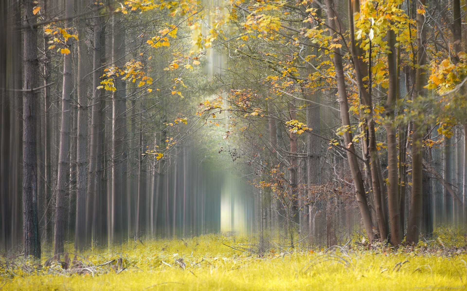 nature, Landscape, Yellow, Leaves, Grass, Mist, Forest, Daylight, Trees, Path Wallpaper