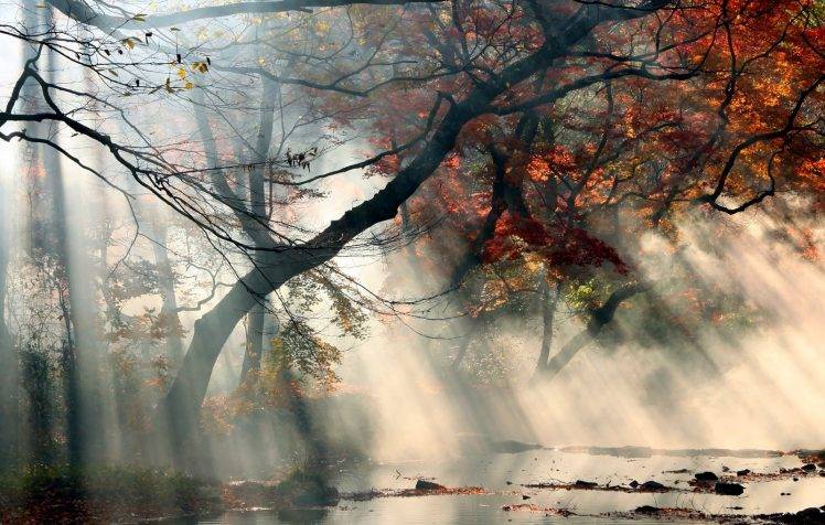 nature, Landscape, Sunrise, Mist, Sun Rays, Fall, Trees, Red, Leaves, Water, Shrubs HD Wallpaper Desktop Background