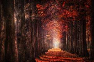 nature, Landscape, Fall, Mist, Trees, Leaves, Daylight, Path, Red