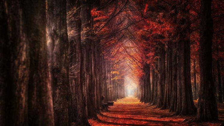 nature, Landscape, Fall, Mist, Trees, Leaves, Daylight, Path, Red HD Wallpaper Desktop Background