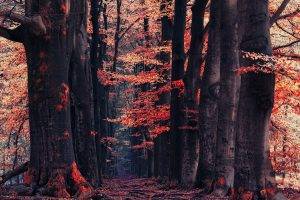 nature, Landscape, Forest, Fall, Path, Red, Leaves, Trees
