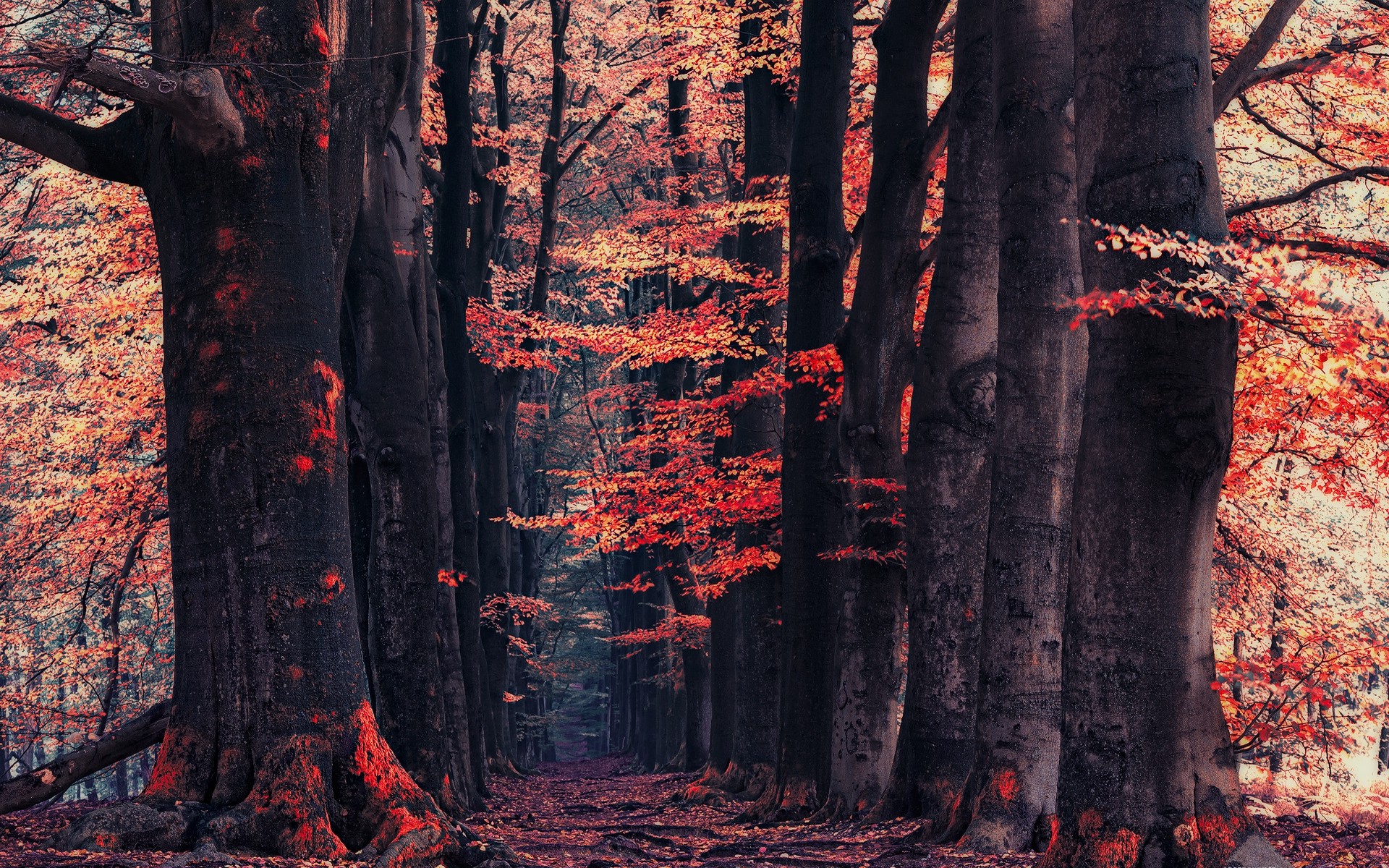 nature, Landscape, Forest, Fall, Path, Red, Leaves, Trees Wallpaper