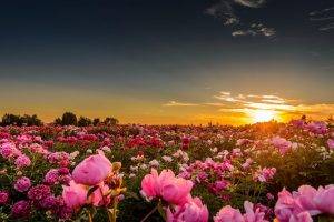sunset, Sunlight, Flowers, Rose, Pink Roses, Nature, Landscape