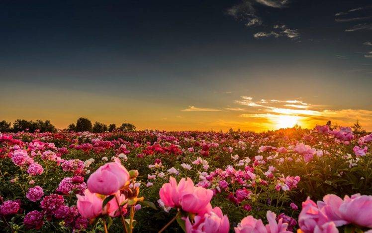 sunset, Sunlight, Flowers, Rose, Pink Roses, Nature, Landscape HD Wallpaper Desktop Background