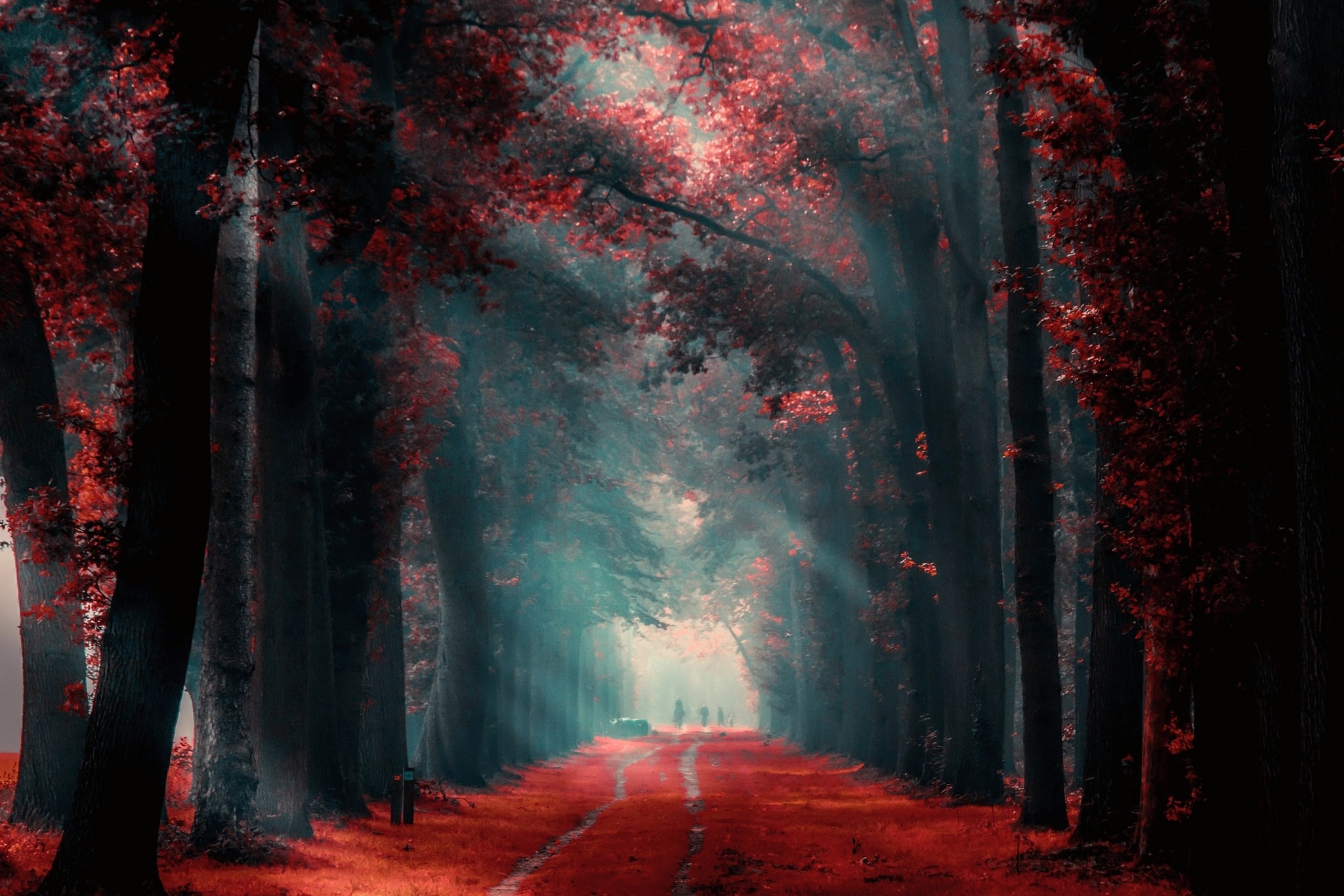 nature, Landscape, Fall, Path, Mist, Red, Leaves, Trees, Sunlight, People, Morning Wallpaper