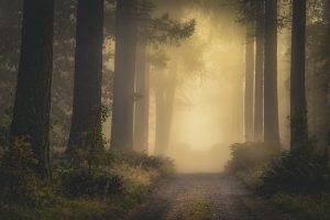nature, Landscape, Mist, Fall, Dirt Road, Shrubs, Forest, Sunlight, Atmosphere, Trees, Finland