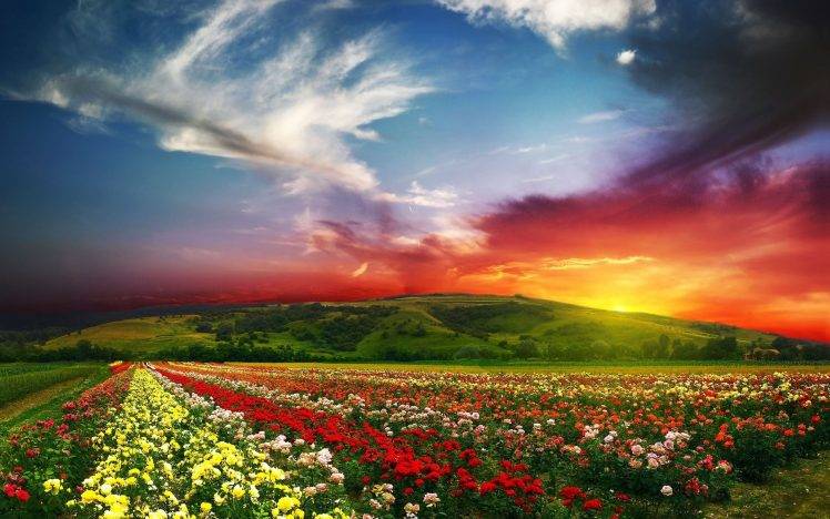 nature, Sunset, Sky, Flowers, Landscape HD Wallpaper Desktop Background