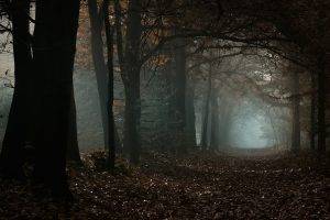 nature, Landscape, Mist, Fall, Forest, Morning, Trees, Daylight, Atmosphere, Leaves, Path