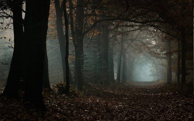 nature, Landscape, Mist, Fall, Forest, Morning, Trees, Daylight, Atmosphere, Leaves, Path HD Wallpaper Desktop Background