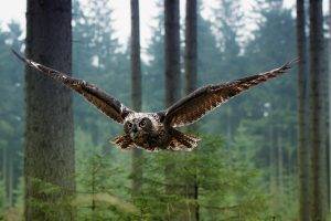 landscape, Green, Flying, Brown Eyes, Owl, Animals, Birds, Trees, Nature