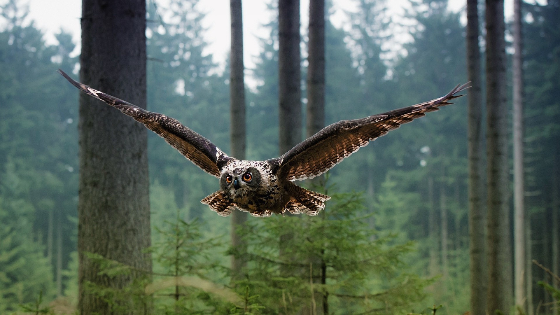 landscape, Green, Flying, Brown Eyes, Owl, Animals, Birds, Trees, Nature Wallpaper