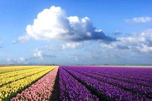field, Flowers, Tulips, Clouds, Landscape, Purple Flowers