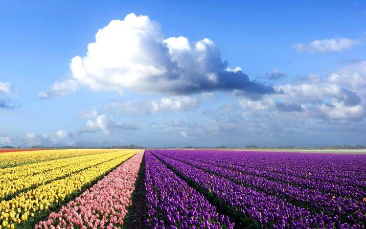 field, Flowers, Tulips, Clouds, Landscape, Purple Flowers HD Wallpaper Desktop Background