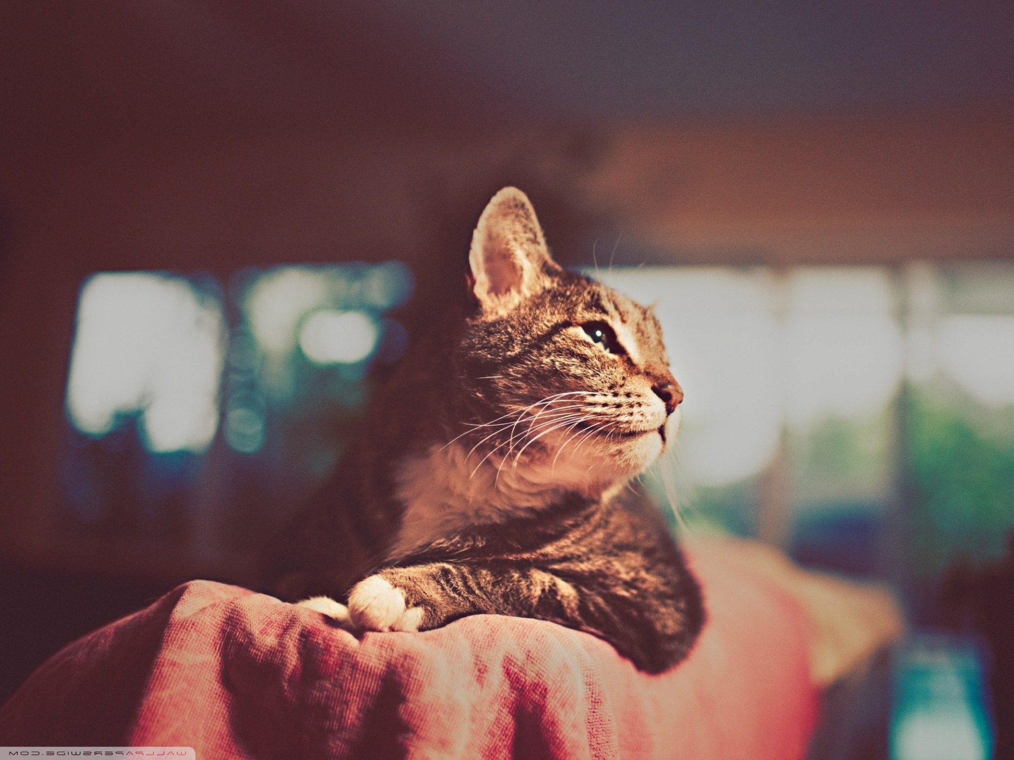 anime, Cat Wallpaper