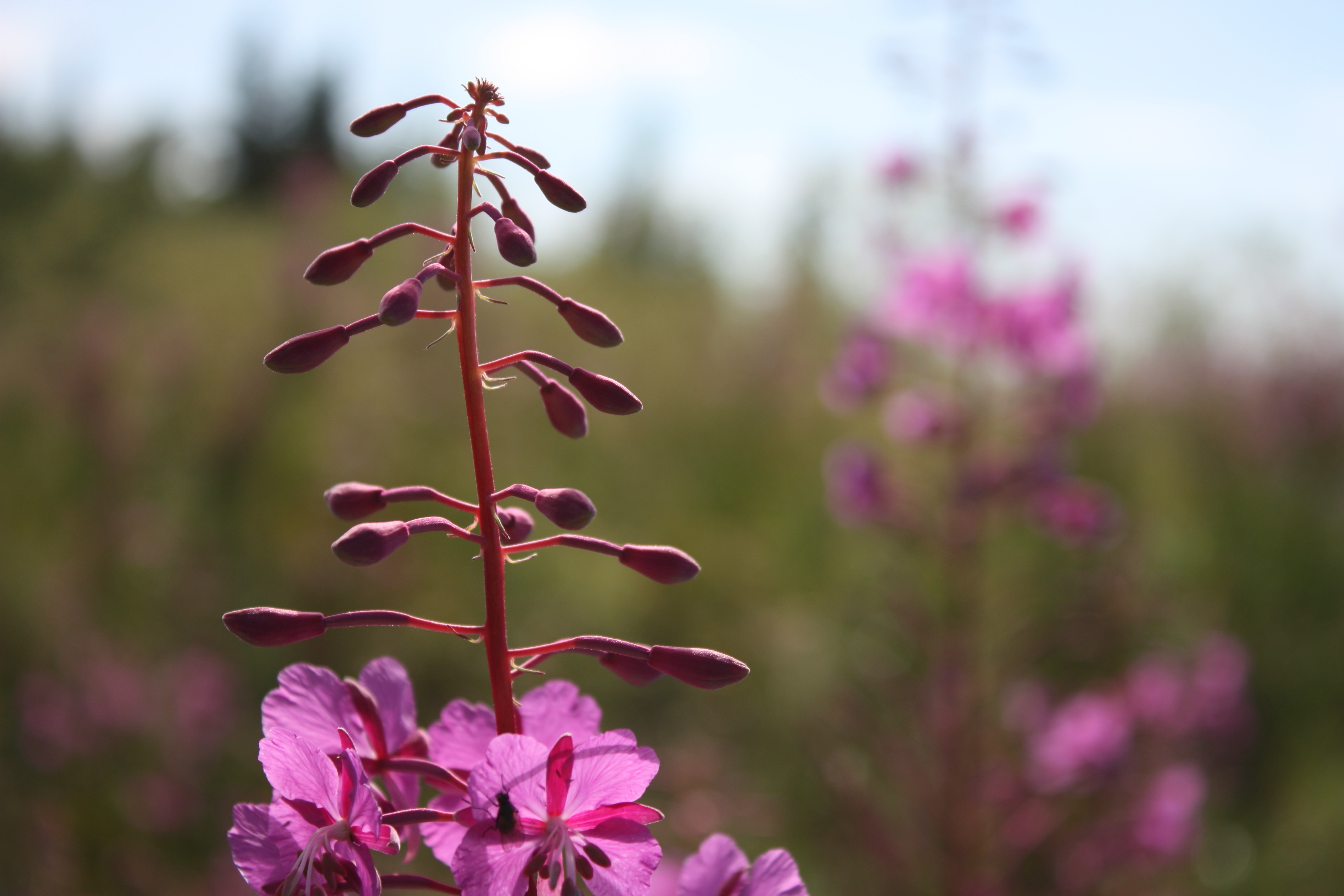 nature, Landscape, Karelia, Flowers Wallpaper