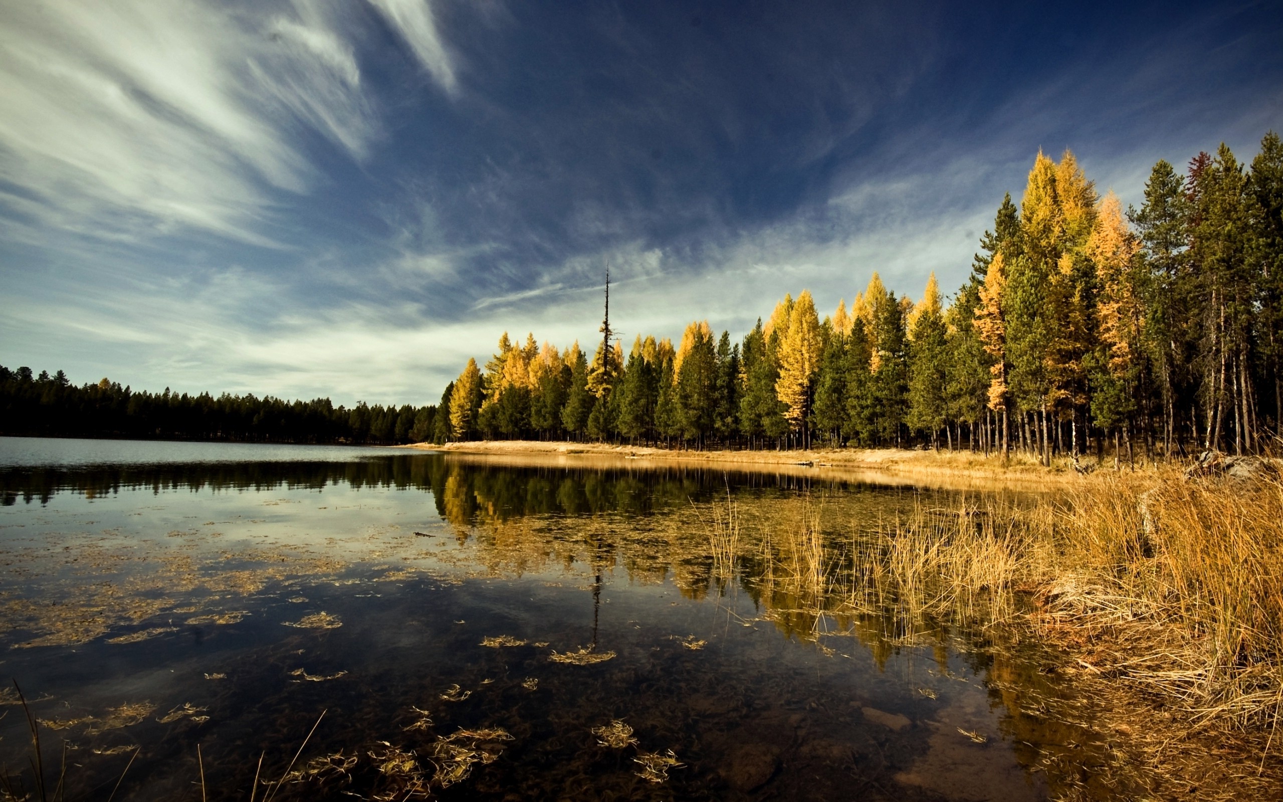 landscape, Forest, Lake, Sky, Trees, Leaves Wallpaper