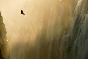eagle, Waterfall, Landscape, Mist, Nature, Birds, Animals, Water