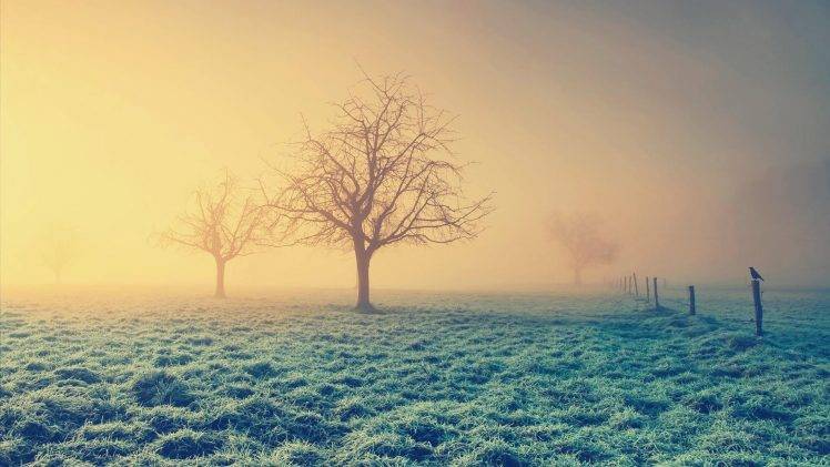 mist, Trees, Field, Landscape HD Wallpaper Desktop Background