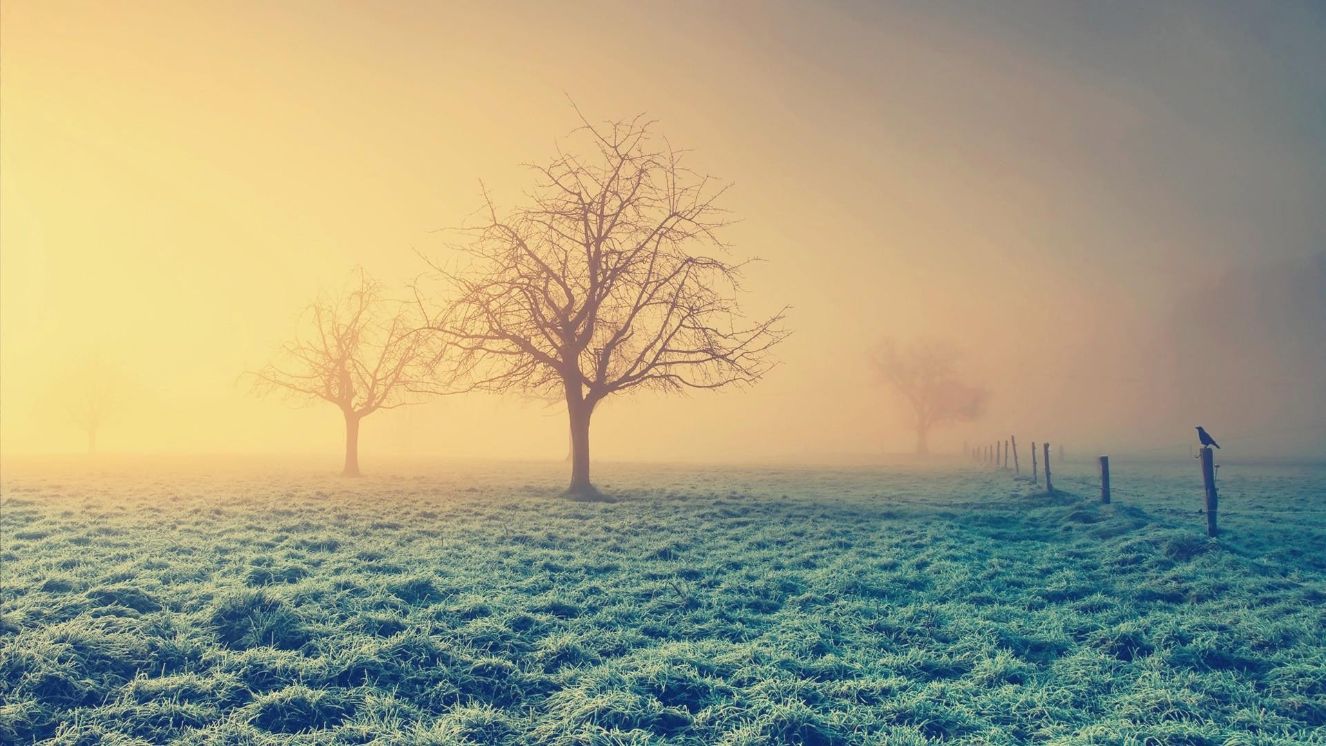 mist, Trees, Field, Landscape Wallpaper