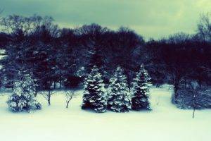 winter, Landscape, Trees, Forest