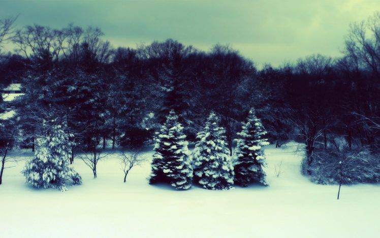 winter, Landscape, Trees, Forest HD Wallpaper Desktop Background