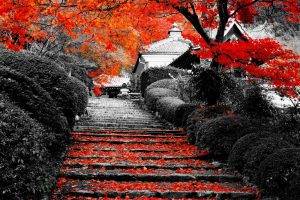 landscape, Nature, Flowers, Lotus Flowers, Stairs, Trees, Selective Coloring