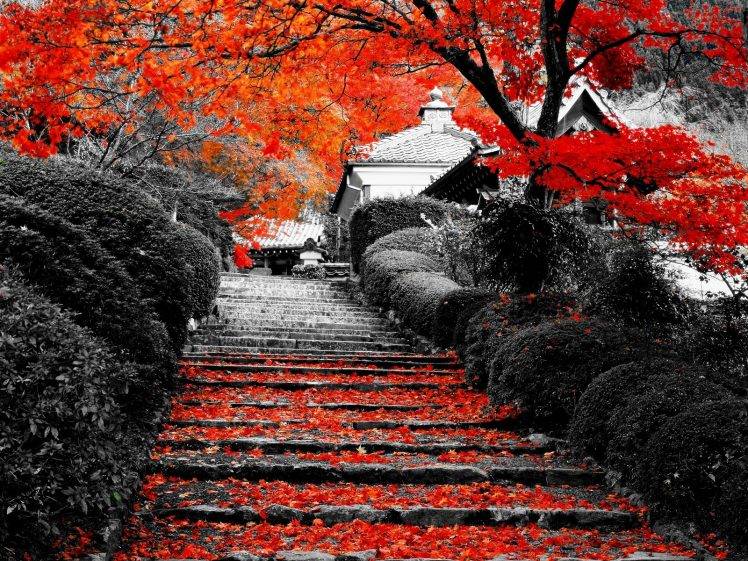 landscape, Nature, Flowers, Lotus Flowers, Stairs, Trees, Selective  Coloring Wallpapers HD / Desktop and Mobile Backgrounds