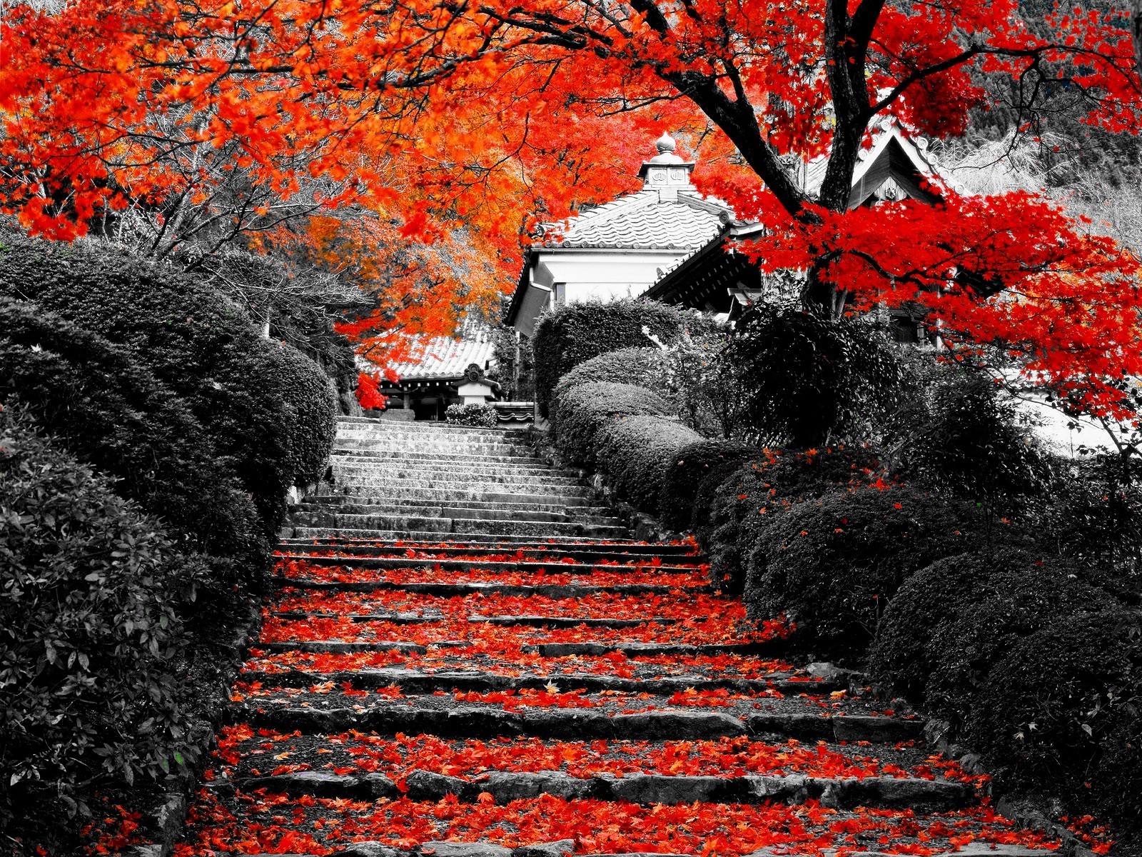 landscape, Nature, Flowers, Lotus Flowers, Stairs, Trees, Selective Coloring Wallpaper