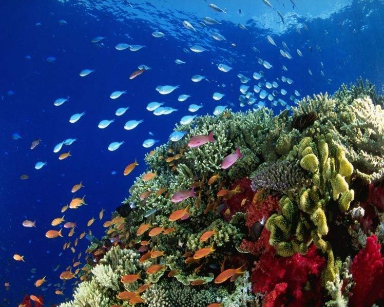 nature, Landscape, Sea, Fish, Animals, Plants HD Wallpaper Desktop Background