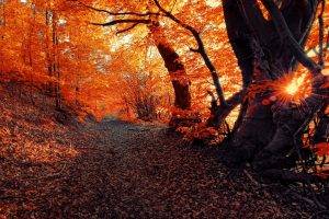 landscape, Fall, Seasons, Forest, Sunset, Nature