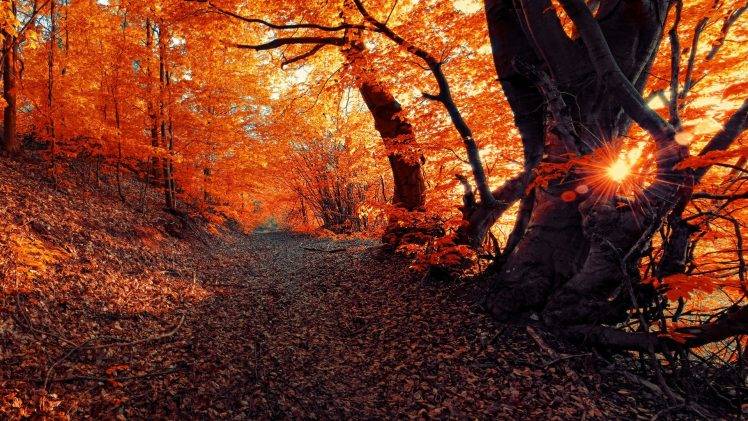 landscape, Fall, Seasons, Forest, Sunset, Nature HD Wallpaper Desktop Background