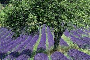France, Landscape, Field, Lavender, Flowers, Purple Flowers, Provence