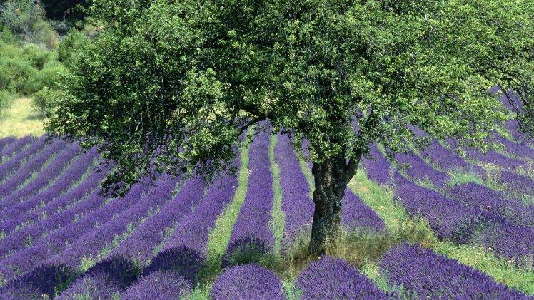 France, Landscape, Field, Lavender, Flowers, Purple Flowers, Provence HD Wallpaper Desktop Background