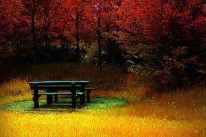 fall, Bench, Colorful, Trees, Landscape, Nature