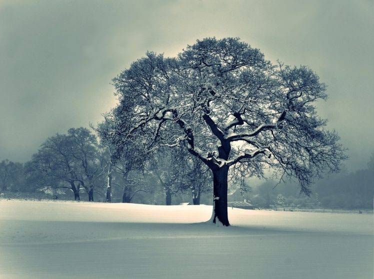 landscape, Snow, Trees, Nature HD Wallpaper Desktop Background