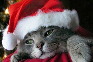 cat, Animals, Feline, Christmas