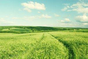 nature, Landscape, Green, Field, Barley