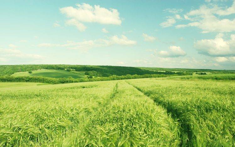 nature, Landscape, Green, Field, Barley HD Wallpaper Desktop Background