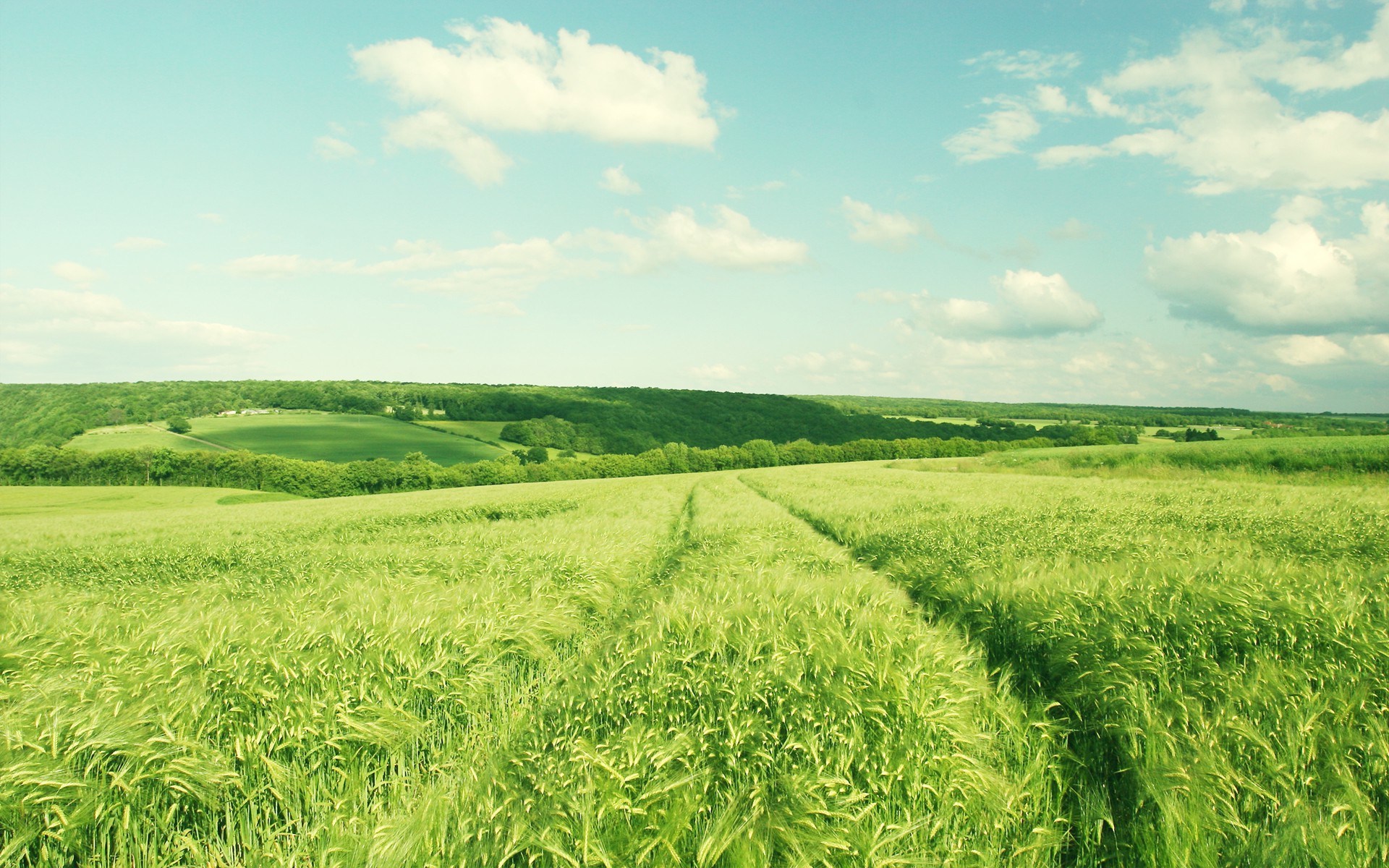 nature, Landscape, Green, Field, Barley Wallpaper