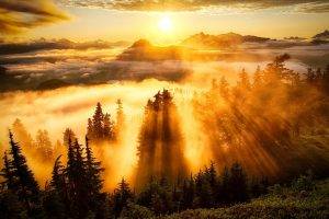 landscape, Sun Rays, Forest, Mountain, Clouds