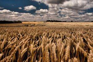 field, Landscape, Wheat